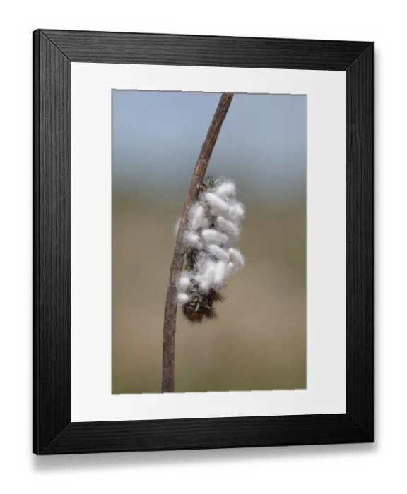 Framed Print : Ichneumon Wasp (Ichneumonoidea sp. ) cocoons, on fritillary butterfly larva, Causse de Gramat, Massif Central, Lot, France, may