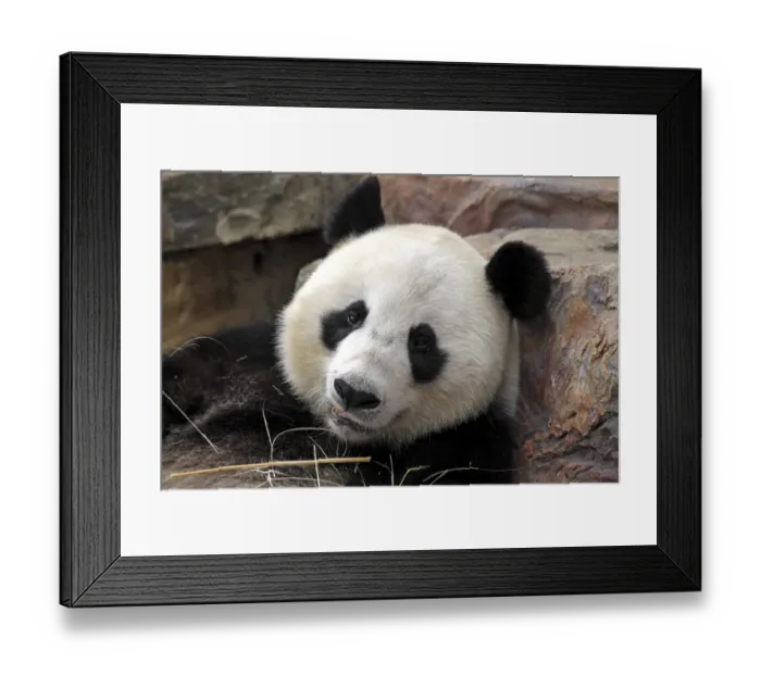 Framed Print : Giant Panda (Ailuropoda melanoleuca) adult, close-up of head, resting on rock, Adelaide Zoo Framed Print : Giant Panda (Ailuropoda melanoleuca) adult, close-up of head, resting on rock, Adelaide Zoo
