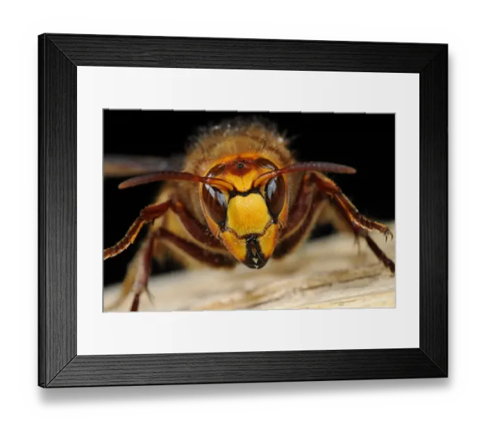 Framed Print : European Hornet (Vespa crabro) queen, close-up of head, Oxfordshire, England