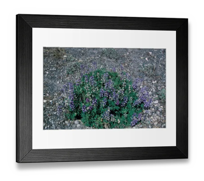 Framed Print : Lupin Silvery (Lupinus argenteus) In flower, Yellowstone National Park, USA Framed Print : Lupin Silvery (Lupinus argenteus) In flower, Yellowstone National Park, USA