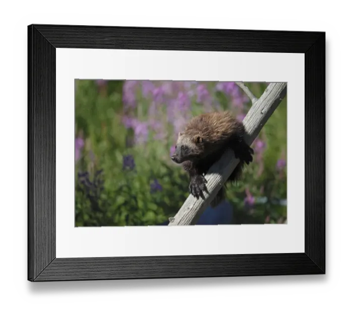 Framed Print : Wolverine (Gulo gulo) adult, climbing dead tree, Finland, july