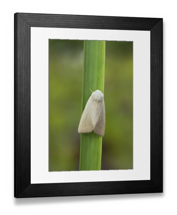 Framed Print : Fen Wainscot (Arenostola phragmitidis) adult, resting on leaf, Essex, England Framed Print : Fen Wainscot (Arenostola phragmitidis) adult, resting on leaf, Essex, England