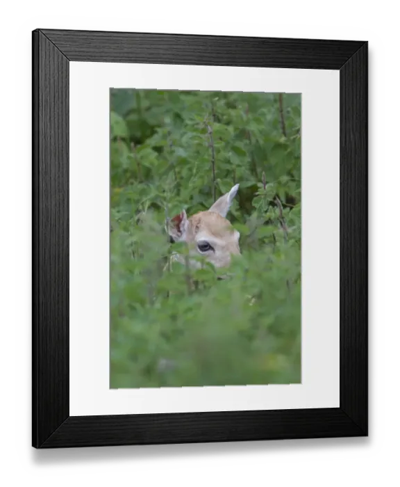 Framed Print : Fallow Deer (Dama dama) fawn, hiding in nettles, Helmingham Hall Deer Park, Suffolk, England, june Framed Print : Fallow Deer (Dama dama) fawn, hiding in nettles, Helmingham Hall Deer Park, Suffolk, England, june
