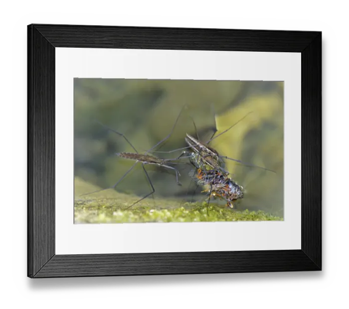 Framed Print : Common Pond Skater (Gerris lacustris) three adults, feeding on dead Cicada (Cicada orni) on surface of water, Italy Framed Print : Common Pond Skater (Gerris lacustris) three adults, feeding on dead Cicada (Cicada orni) on surface of water, Italy