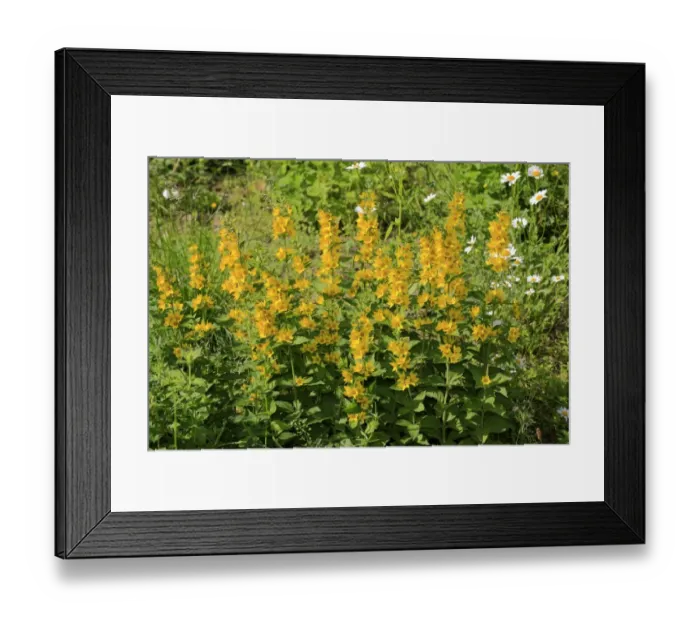 Framed Print : Yellow Loosestrife (Lysimachia punctata) flowering, in garden, Luisenpark, Mannheim, Baden-Wurttemberg, Germany Framed Print : Yellow Loosestrife (Lysimachia punctata) flowering, in garden, Luisenpark, Mannheim, Baden-Wurttemberg, Germany