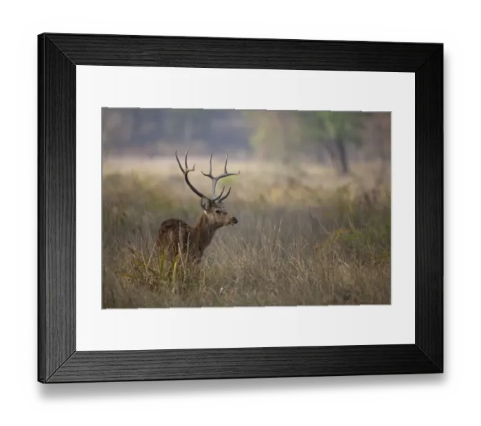 Framed Print : Swamp Deer (Rucervus duvaucelii branderi) hard-ground form, adult male, feeding in tall grass, Kanha N. P. Madhya Pradesh, India Framed Print : Swamp Deer (Rucervus duvaucelii branderi) hard-ground form, adult male, feeding in tall grass, Kanha N. P. Madhya Pradesh, India
