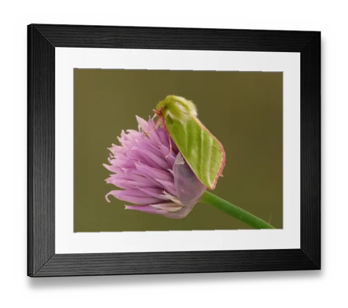 Framed Print : Green Silver-lines (Pseudoips prasinana britannica) adult male, resting on Chives (Allium schoenoprasum) flower in garden, Leicestershire, England, june Framed Print : Green Silver-lines (Pseudoips prasinana britannica) adult male, resting on Chives (Allium schoenoprasum) flower in garden, Leicestershire, England, june