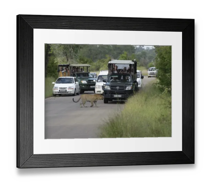 Framed Print : African Leopard (Panthera pardus pardus) adult, walking across road with safari vehicles and watching tourists, Kruger N. P. Mpumalanga, South Africa