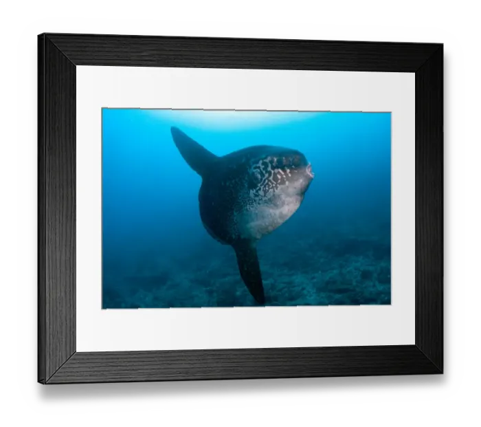 Framed Print : Ocean Sunfish (Mola mola) adult, swimming, Batu Abah, Nusa Penida, Bali, Lesser Sunda Islands, Indonesia Framed Print : Ocean Sunfish (Mola mola) adult, swimming, Batu Abah, Nusa Penida, Bali, Lesser Sunda Islands, Indonesia