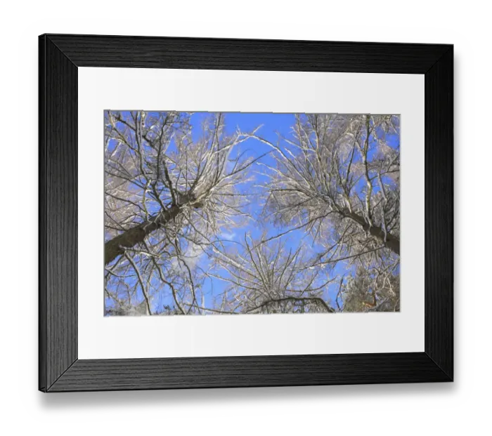 Framed Print : Snow covered Larch (Larix sp. ) trees after snowfall, looking up into canopy, Powys, Wales, december Framed Print : Snow covered Larch (Larix sp. ) trees after snowfall, looking up into canopy, Powys, Wales, december