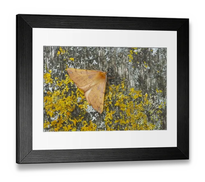 Framed Print : Feathered Thorn Moth (Colotois pennaria) adult, Essex, England Framed Print : Feathered Thorn Moth (Colotois pennaria) adult, Essex, England