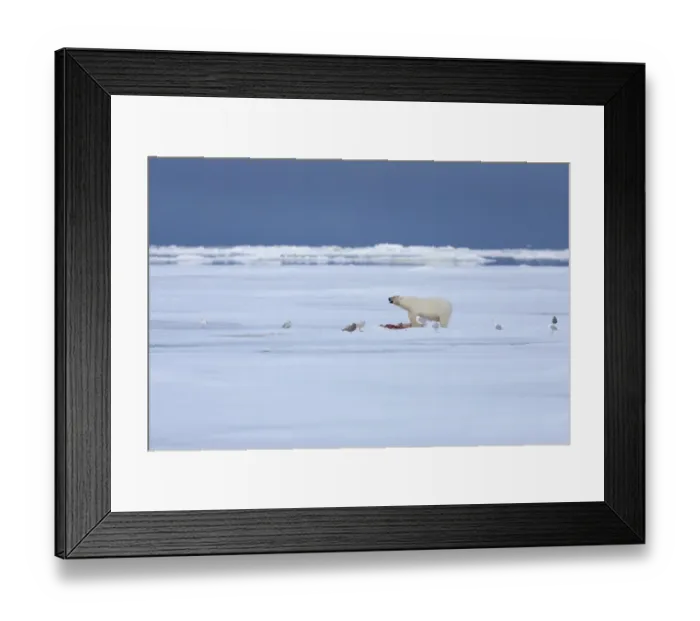 Framed Print : Polar Bear (Ursus maritimus) adult, feeding on prey, with Glaucous Gulls (Larus hyperboreus) scavenging, standing on pack ice in habitat, Spitsbergen, Svalbard, september