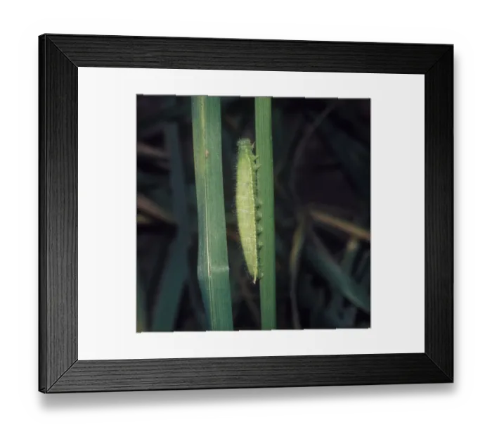 Framed Print : Meadow Brown (Maniola jurtina) larva