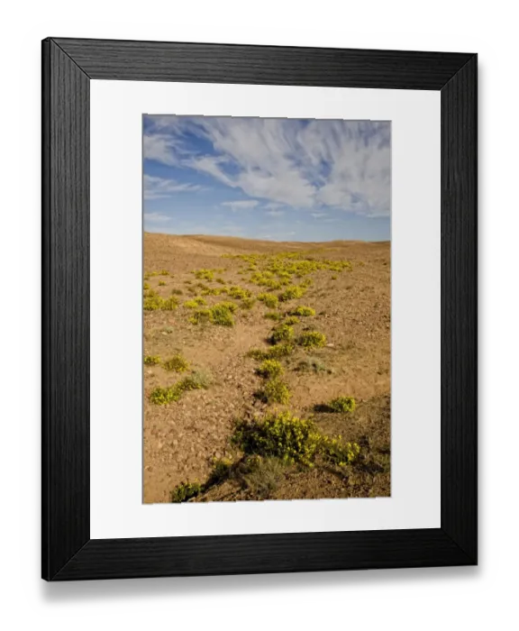 Framed Print : View of desert habitat with flowering plants, near Ouarzazate, Morocco, february