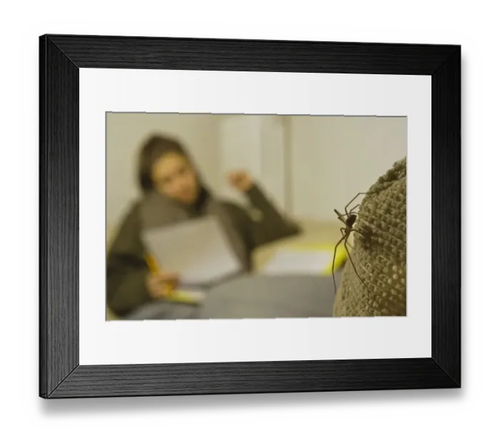 Framed Print : Brown Violin Spider (Loxosceles rufescens) adult male, walking on couch in room, with young woman reading and studying in background, Italy, january Framed Print : Brown Violin Spider (Loxosceles rufescens) adult male, walking on couch in room, with young woman reading and studying in background, Italy, january