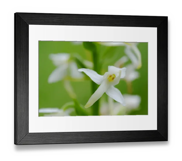 Framed Print : Greater Butterfly Orchid (Platanthera chlorantha) close-up of flowers, Italy, june Framed Print : Greater Butterfly Orchid (Platanthera chlorantha) close-up of flowers, Italy, june