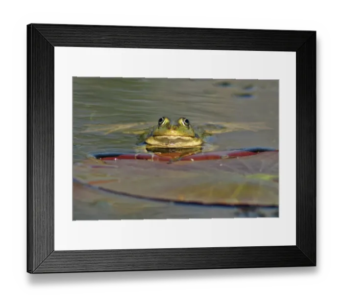 Framed Print : Marsh Frog (Rana ridibunda) adult, beside waterlily pad at surface of water, Tulcea, Danube Delta, Dobrogea, Romania, may Framed Print : Marsh Frog (Rana ridibunda) adult, beside waterlily pad at surface of water, Tulcea, Danube Delta, Dobrogea, Romania, may