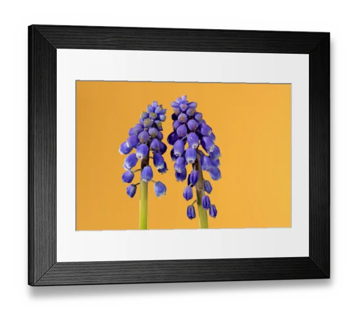 Framed Print : Grape Hyacinth (Muscari latifolium) close-up of two flowerspikes