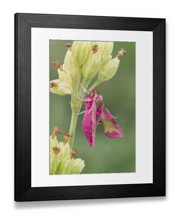 Framed Print : Small Elephant Hawkmoth (Deilephila porcellus) adult, resting on Cowslip (Primula veris) flowerhead, Warwickshire, England, may Framed Print : Small Elephant Hawkmoth (Deilephila porcellus) adult, resting on Cowslip (Primula veris) flowerhead, Warwickshire, England, may