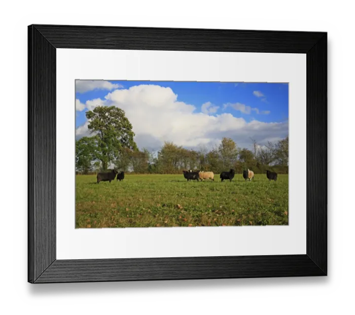 Framed Print : Domestic Sheep, Hebridean and other breeds, mixed flock grazing late growth in unimproved hay meadow habitat, Mickfield Meadow Nature Reserve, Mickfield, Suffolk, England, october Framed Print : Domestic Sheep, Hebridean and other breeds, mixed flock grazing late growth in unimproved hay meadow habitat, Mickfield Meadow Nature Reserve, Mickfield, Suffolk, England, october