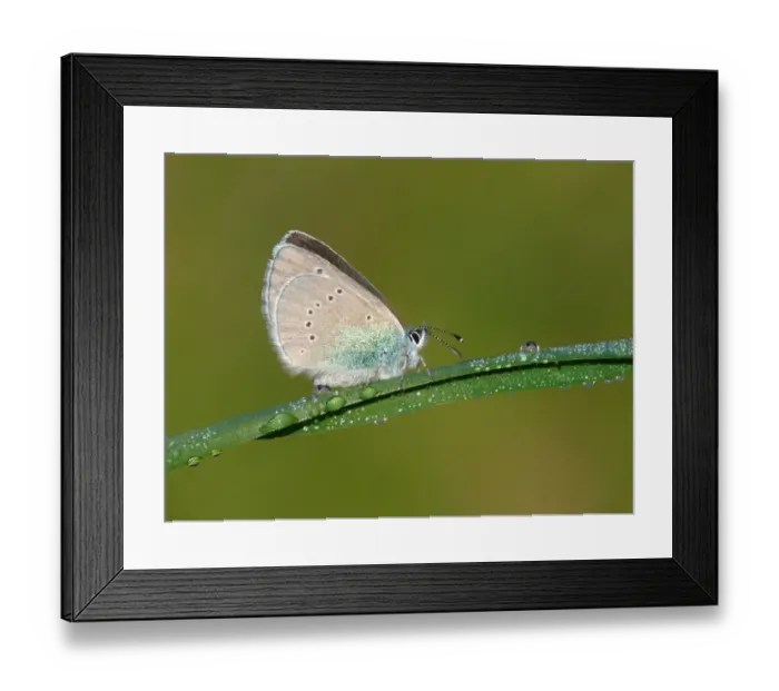 Framed Print : Green-underside Blue (Glaucopsyche alexis) adult, underside, resting on dew covered grass, Greece, april Framed Print : Green-underside Blue (Glaucopsyche alexis) adult, underside, resting on dew covered grass, Greece, april