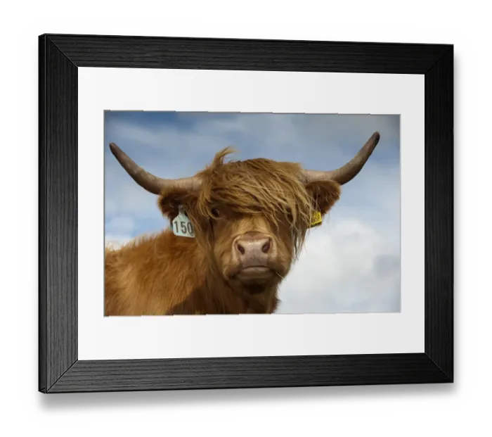 Framed Print : Domestic Cattle, Highland Cattle, cow, close-up of head, on moorland, England, july Framed Print : Domestic Cattle, Highland Cattle, cow, close-up of head, on moorland, England, july