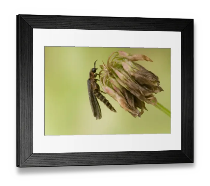 Framed Print : Common Glow-worm (Lampyris noctiluca) adult male, resting on flowerhead, England