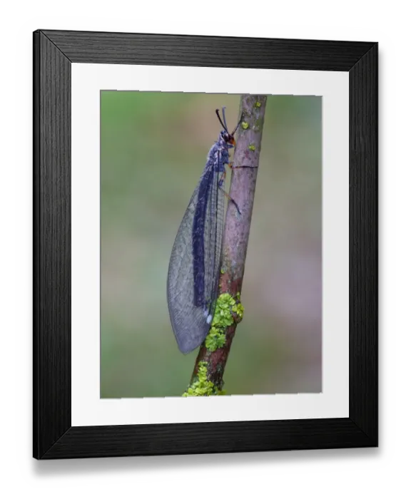 Framed Print : Antlion (Myrmeleon formicarius) adult, resting on twig, Cannobina Valley, Piedmont, Northern Italy, july Framed Print : Antlion (Myrmeleon formicarius) adult, resting on twig, Cannobina Valley, Piedmont, Northern Italy, july