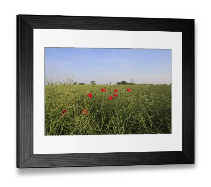 Framed Print : Corn Poppy (Papaver rhoeas) flowering, growing as weed in Oilseed Rape (Brassica napus) crop, Bacton, Suffolk, England, june Framed Print : Corn Poppy (Papaver rhoeas) flowering, growing as weed in Oilseed Rape (Brassica napus) crop, Bacton, Suffolk, England, june