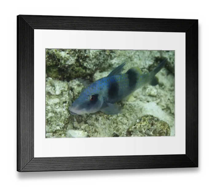 Framed Print : Double-bar Goatfish (Parupeneus bifasciatus) adult, on reef, Sipadan Island, Sabah, Borneo, Malaysia