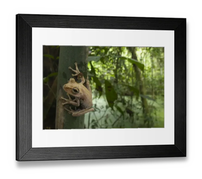 Framed Print : Gunther's Banded Treefrog (Hypsiboas fasciatus) adult, clinging to trunk in tropical forest habitat, Los Amigos Biological Station, Madre de Dios, Amazonia, Peru Framed Print : Gunther's Banded Treefrog (Hypsiboas fasciatus) adult, clinging to trunk in tropical forest habitat, Los Amigos Biological Station, Madre de Dios, Amazonia, Peru