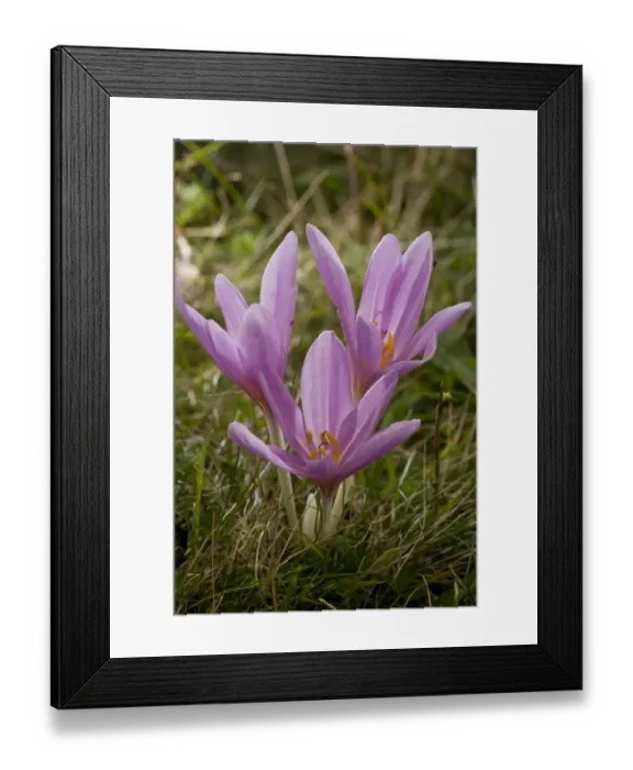 Framed Print : Autumn Crocus (Colchicum autumnale) flowering, in old grassland, Romania, september Framed Print : Autumn Crocus (Colchicum autumnale) flowering, in old grassland, Romania, september