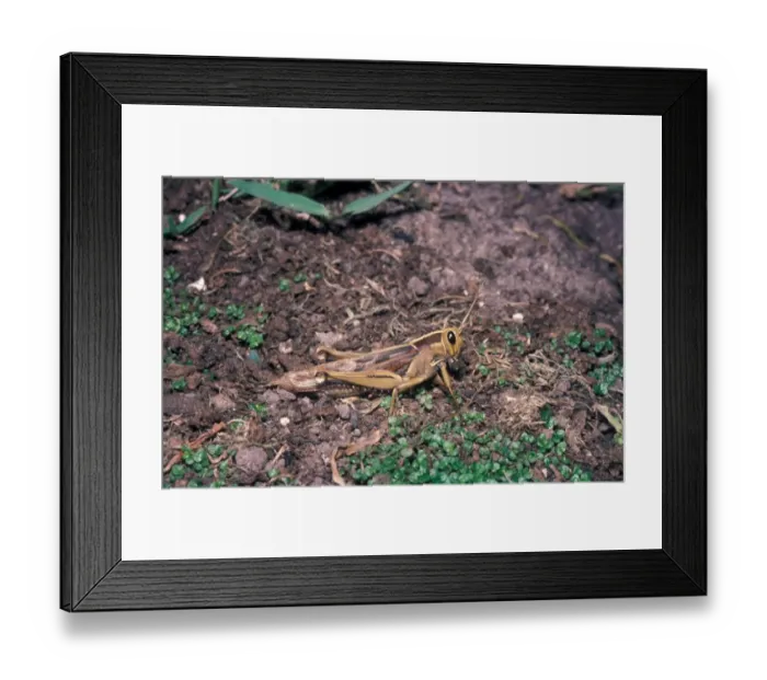 Framed Print : Locust - Brown (Locustina pardalina) Close-up / on ground / South Africa Framed Print : Locust - Brown (Locustina pardalina) Close-up / on ground / South Africa