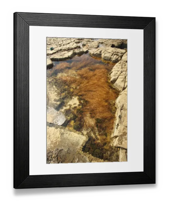 Framed Print : Rockpool with seaweed at low tide, Broadbench, Kimmeridge, Dorset, England, august Framed Print : Rockpool with seaweed at low tide, Broadbench, Kimmeridge, Dorset, England, august