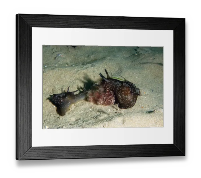 Framed Print : Sea-hare (Aplysia punctata) two adults, on sandy seabed, Worbarrow Bay, Isle of Purbeck, Dorset, England, july Framed Print : Sea-hare (Aplysia punctata) two adults, on sandy seabed, Worbarrow Bay, Isle of Purbeck, Dorset, England, july