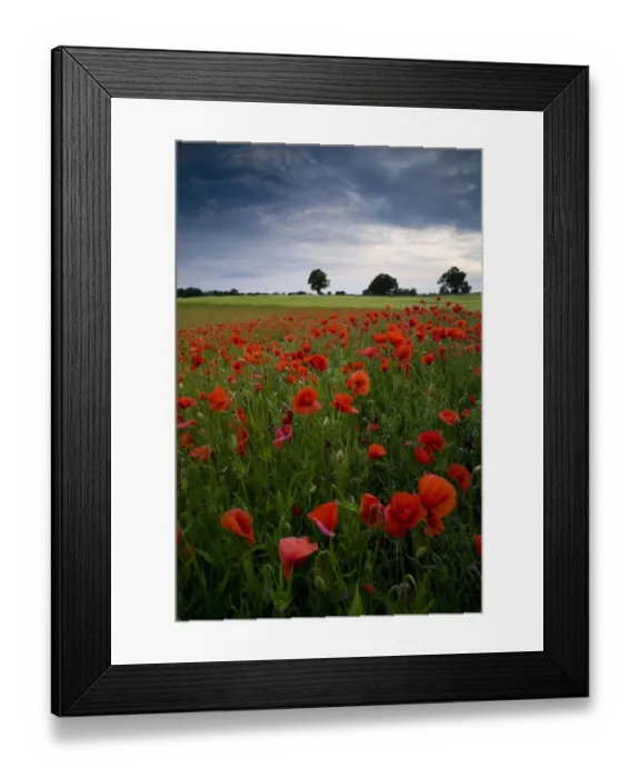 Framed Print : Corn Poppy (Papaver rhoeas) flowering mass, growing at edge of arable field at dusk, Little Bealings, Suffolk, England Framed Print : Corn Poppy (Papaver rhoeas) flowering mass, growing at edge of arable field at dusk, Little Bealings, Suffolk, England