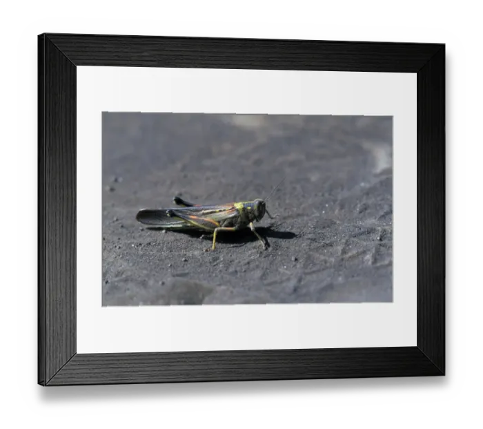 Framed Print : Painted Locust (Schistocerca melanocera) Floreana island, Galapagos Framed Print : Painted Locust (Schistocerca melanocera) Floreana island, Galapagos