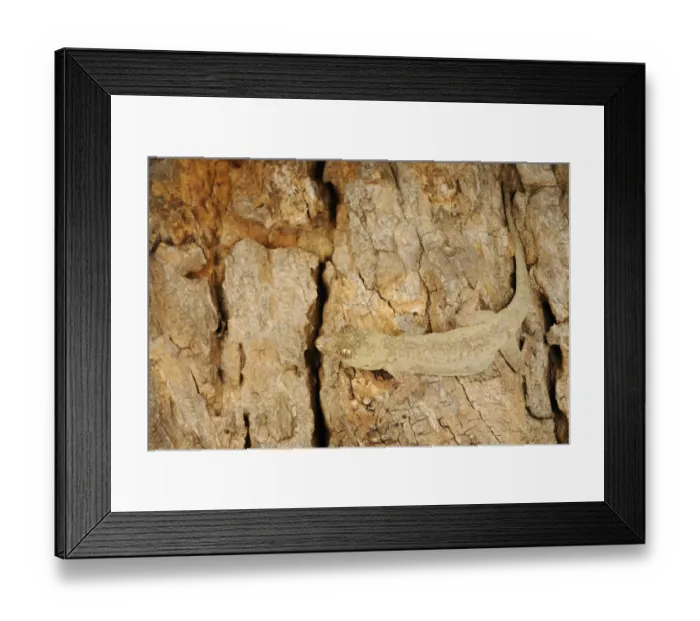 Framed Print : Flat-headed House Gecko (Hemidactylus platycephalus) adult, camouflaged on bark, Ruaha N. P. Tanzania Framed Print : Flat-headed House Gecko (Hemidactylus platycephalus) adult, camouflaged on bark, Ruaha N. P. Tanzania