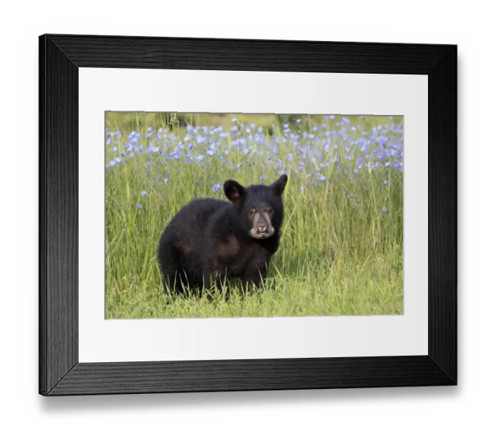 Framed Print : American Black Bear (Ursus americanus) six-month old cub, standing in meadow, Montana, U. S. A. june (captive) Framed Print : American Black Bear (Ursus americanus) six-month old cub, standing in meadow, Montana, U. S. A. june (captive)
