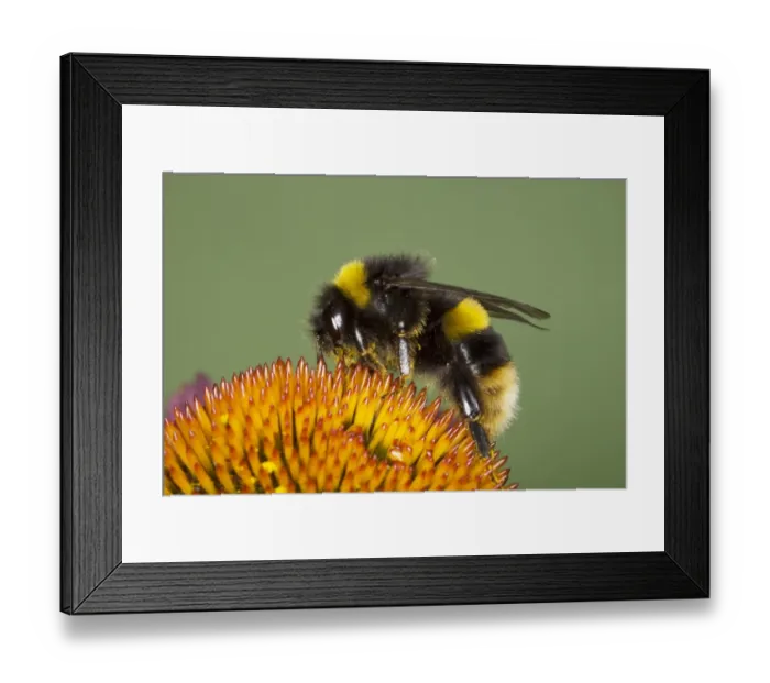 Framed Print : Buff-tailed Bumblebee (Bombus terrestris) adult, feeding on echinacea flower, Essex, England, august