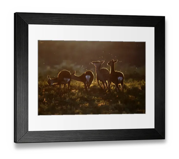 Framed Print : Sika Deer (Cervus nippon) introduced species, four does, backlit, standing amongst bracken, England, september Framed Print : Sika Deer (Cervus nippon) introduced species, four does, backlit, standing amongst bracken, England, september