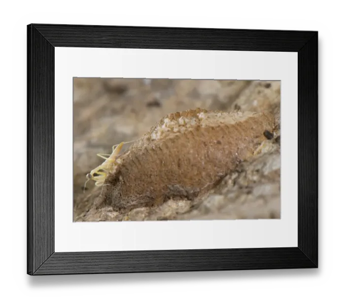 Framed Print : European Praying Mantis (Mantis religiosa) baby, just hatched, standing on ootheca, Savona Province, Liguria, Italy, june Framed Print : European Praying Mantis (Mantis religiosa) baby, just hatched, standing on ootheca, Savona Province, Liguria, Italy, june