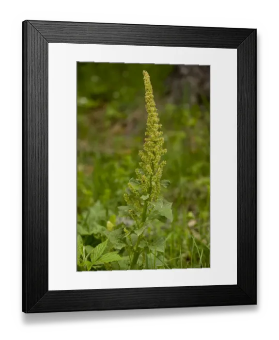 Framed Print : Good King Henry (Chenopodium bonus-henricus) flowering, Bulgaria, may Framed Print : Good King Henry (Chenopodium bonus-henricus) flowering, Bulgaria, may
