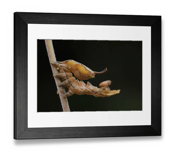 Framed Print : Lobster Moth (Stauropus fagi) larva, in defence posture on stem, Oxfordshire, England Framed Print : Lobster Moth (Stauropus fagi) larva, in defence posture on stem, Oxfordshire, England