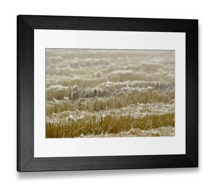 Framed Print : Dew covered gossamer in field, silk left by numerous ballooning spiders, Italy, november Framed Print : Dew covered gossamer in field, silk left by numerous ballooning spiders, Italy, november
