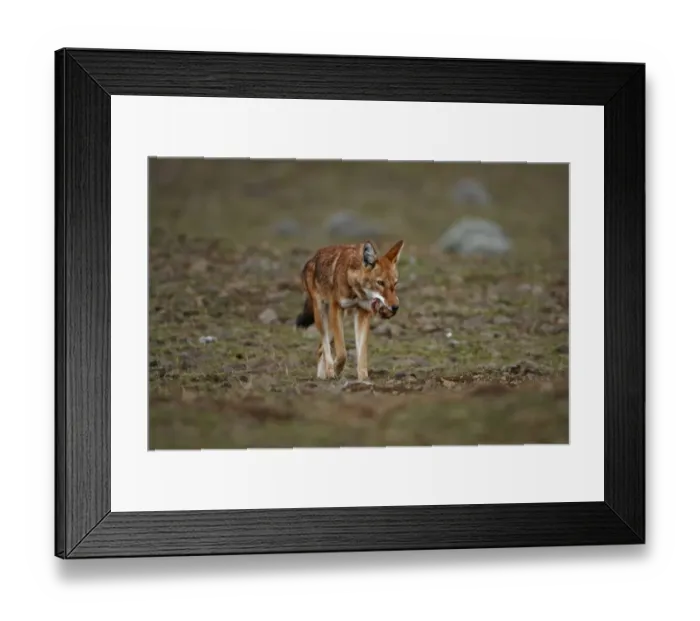 Framed Print : Ethiopian Wolf (Canis simensis) adult, feeding, carrying Giant Mole-rat (Tachyoryctes macrocephalus) prey in mouth, Bale Mountains, Oromia, Ethiopia Framed Print : Ethiopian Wolf (Canis simensis) adult, feeding, carrying Giant Mole-rat (Tachyoryctes macrocephalus) prey in mouth, Bale Mountains, Oromia, Ethiopia
