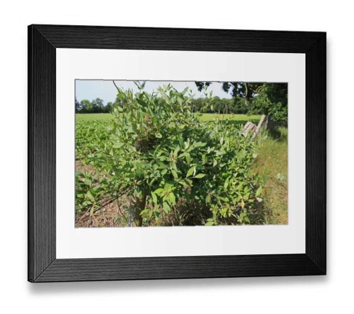 Framed Print : Wild Honeysuckle (Lonicera periclymenum) leaves, growing on wire fence between arable farmland and fenland, Little Ouse Headwaters Project, Hinderclay Fen, Hinderclay, Little Ouse Valley, Suffolk, England, june