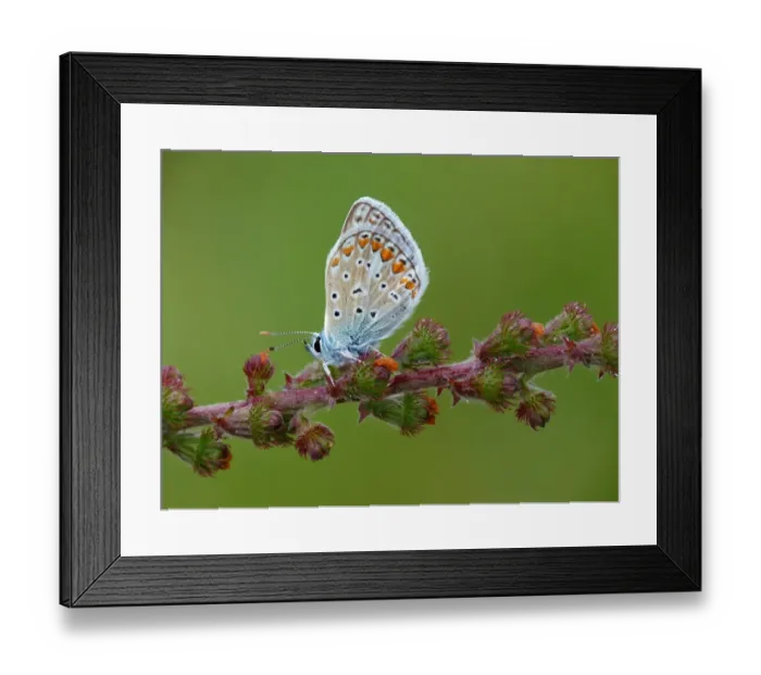 Framed Print : Common Blue (Polyommatus icarus) adult male, roosting on Agrimony (Agrimonia eupatoria) with morning dew, France, july