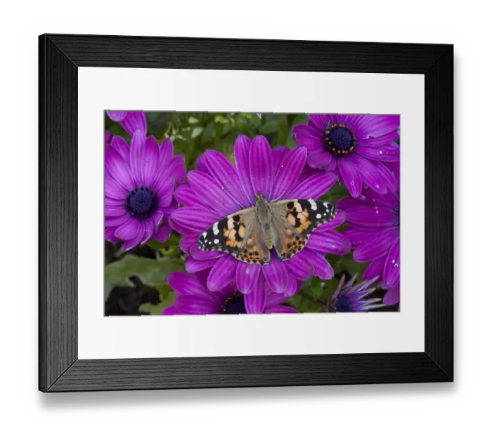Framed Print : Painted Lady (Vanessa cardui) adult, feeding on Cape Daisy (Osteospermum sp. ) flower in garden, England, june Framed Print : Painted Lady (Vanessa cardui) adult, feeding on Cape Daisy (Osteospermum sp. ) flower in garden, England, june