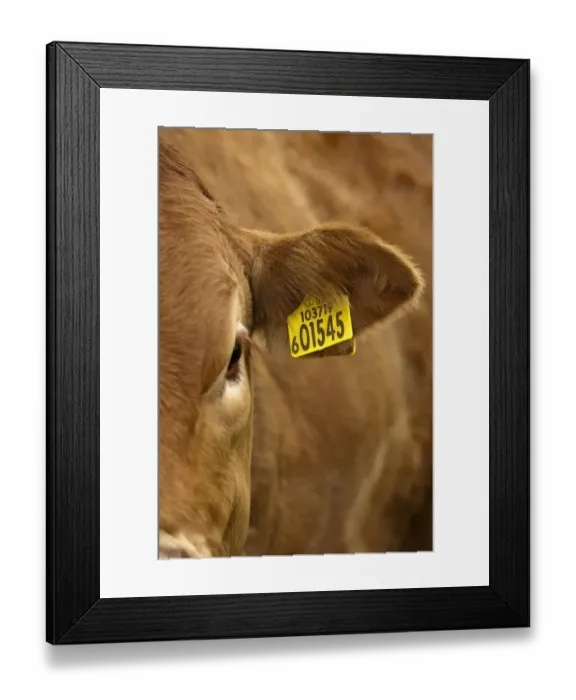 Framed Print : Domestic Cattle, Limousin cow, close-up of ear with identification tag, showing herd number and individual number, England, august Framed Print : Domestic Cattle, Limousin cow, close-up of ear with identification tag, showing herd number and individual number, England, august